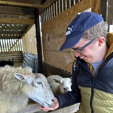 feeding sheep